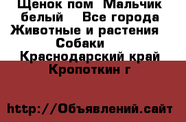 Щенок пом. Мальчик белый  - Все города Животные и растения » Собаки   . Краснодарский край,Кропоткин г.